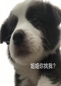 捡到狗狗的文案