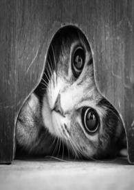 猫的报恩动漫免费