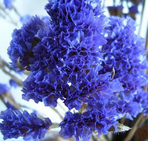 勿忘我的花语