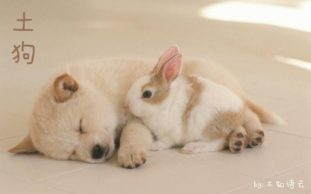 土狗不吃饭是什么原因