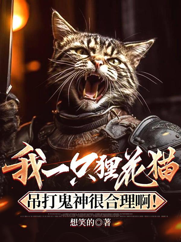 狸花猫打架能排第几