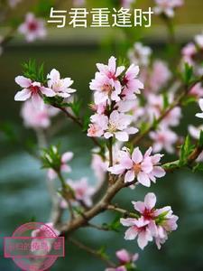 君重逢时第几集圆房