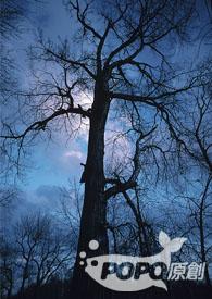 fantasyland disneylandgl