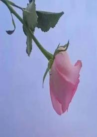 糙汉的娇花